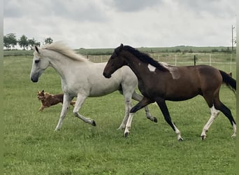 Mangalarga Marchador, Stute, 2 Jahre, 155 cm, Schecke