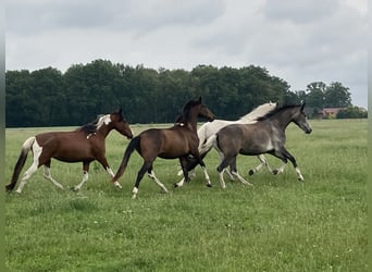 Mangalarga Marchador, Stute, 2 Jahre, 155 cm, Schecke