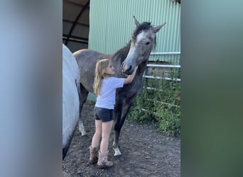 Mangalarga Marchador, Stute, 3 Jahre, 152 cm, Apfelschimmel