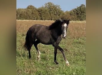 Mangalarga Marchador, Stute, 3 Jahre, 152 cm, Apfelschimmel