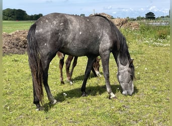 Mangalarga Marchador, Stute, 3 Jahre, 152 cm, Apfelschimmel