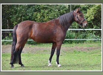 Mangalarga Marchador, Stute, 3 Jahre, 153 cm, Brauner