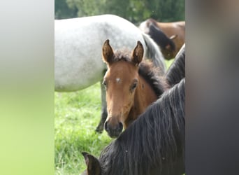 Mangalarga Marchador, Stute, 3 Jahre, 153 cm