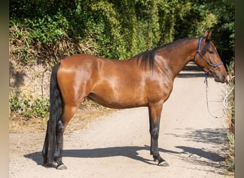 Mangalarga Marchador, Stute, 4 Jahre, 147 cm, Brauner