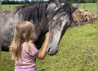Mangalarga Marchador, Stute, 4 Jahre, 151 cm, Apfelschimmel