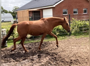 Mangalarga Marchador, Stute, 4 Jahre, 152 cm, Sabino