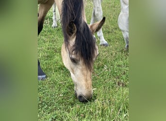 Mangalarga Marchador, Stute, 5 Jahre, 155 cm, Buckskin