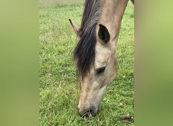 Mangalarga Marchador, Stute, 5 Jahre, 155 cm, Buckskin