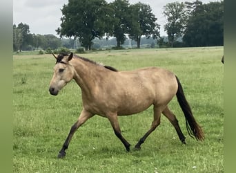 Mangalarga Marchador, Stute, 5 Jahre, 155 cm, Buckskin