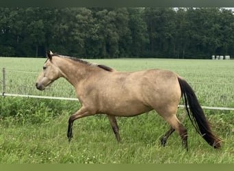 Mangalarga Marchador, Stute, 5 Jahre, 155 cm, Buckskin