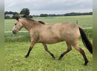 Mangalarga Marchador, Stute, 5 Jahre, 155 cm, Buckskin