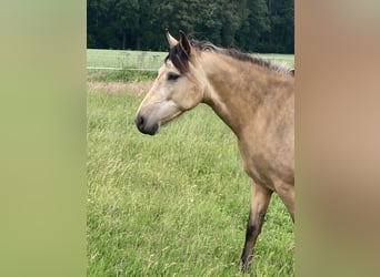 Mangalarga Marchador, Stute, 5 Jahre, 155 cm, Buckskin