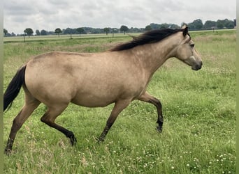Mangalarga Marchador, Stute, 5 Jahre, 155 cm, Buckskin