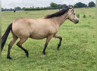 Mangalarga Marchador, Stute, 5 Jahre, 155 cm, Buckskin
