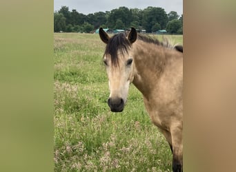 Mangalarga Marchador, Stute, 5 Jahre, 155 cm, Buckskin