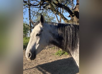 Mangalarga Marchador, Stute, 8 Jahre, 149 cm, Fliegenschimmel