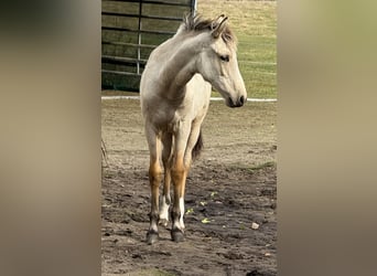 Mangalarga Marchador, Stute, Fohlen (04/2025), 153 cm, Buckskin