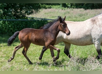 Mangalarga Marchador, Stute, , 154 cm, Dunkelbrauner
