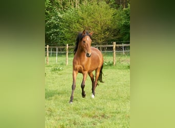 Mangalarga Marchador, Valack, 9 år, 157 cm, Brun