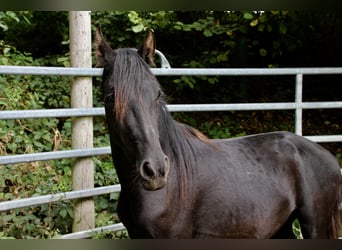 Mangalarga Marchador Mix, Wałach, 2 lat, Kara