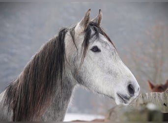 Mangalarga Marchador, Wałach, 5 lat, 157 cm, Siwa jabłkowita