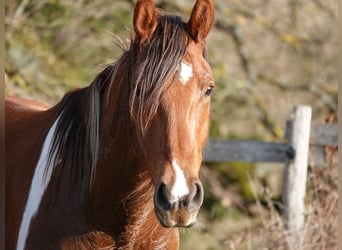 Mangalarga Marchador, Wałach, 5 lat, 160 cm, Tobiano wszelkich maści