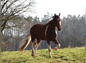 Mangalarga Marchador, Wałach, 5 lat, 160 cm, Tobiano wszelkich maści