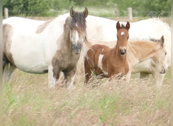 Mangalarga Marchador, Wallach, 1 Jahr, 150 cm, Schecke