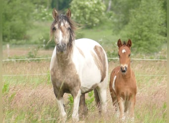 Mangalarga Marchador, Wallach, 1 Jahr, 150 cm, Schecke