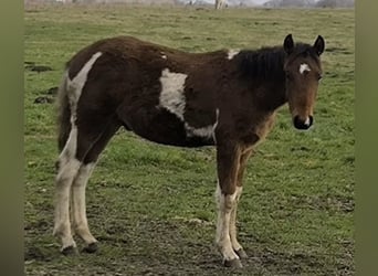 Mangalarga Marchador, Wallach, 1 Jahr, 150 cm, Schecke