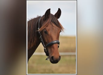 Mangalarga Marchador, Wallach, 1 Jahr, 153 cm, Dunkelbrauner