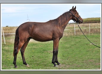 Mangalarga Marchador, Wallach, 1 Jahr, 153 cm, Dunkelbrauner