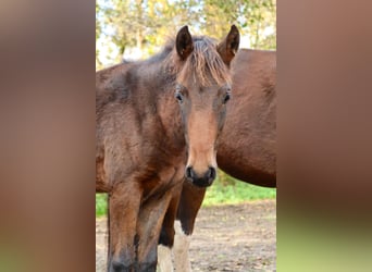 Mangalarga Marchador, Wallach, 1 Jahr, 153 cm, Dunkelbrauner