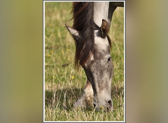Mangalarga Marchador, Wallach, 1 Jahr, 155 cm, Rappschimmel