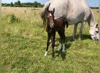 Mangalarga Marchador, Wallach, 1 Jahr, 155 cm, Rappschimmel