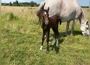 Mangalarga Marchador, Wallach, 1 Jahr, 155 cm, Rappschimmel