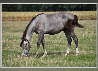 Mangalarga Marchador, Wallach, 1 Jahr, 155 cm, Rappschimmel