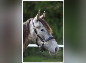 Mangalarga Marchador, Wallach, 1 Jahr, 155 cm, Rappschimmel