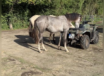 Mangalarga Marchador, Wallach, 1 Jahr, 155 cm, Rappschimmel