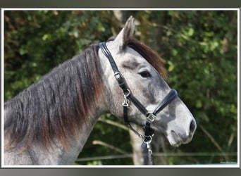 Mangalarga Marchador, Wallach, 1 Jahr, 155 cm, Rappschimmel