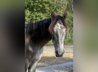 Mangalarga Marchador, Wallach, 1 Jahr, 155 cm, Rappschimmel