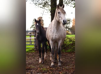 Mangalarga Marchador, Wallach, 1 Jahr, 155 cm, Rappschimmel