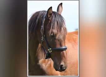 Mangalarga Marchador, Wallach, 2 Jahre, 152 cm, Schecke