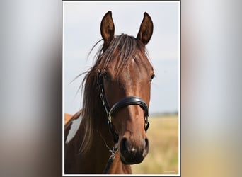 Mangalarga Marchador, Wallach, 2 Jahre, 152 cm, Schecke