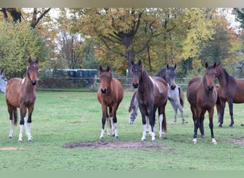 Mangalarga Marchador, Wallach, 2 Jahre, 152 cm, Schecke