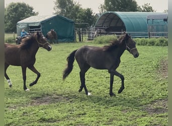 Mangalarga Marchador, Wallach, 2 Jahre, 155 cm