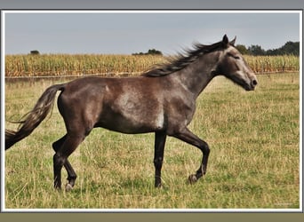 Mangalarga Marchador, Wallach, 2 Jahre, 155 cm, Rappschimmel