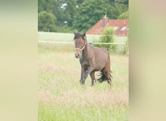 Mangalarga Marchador, Wallach, 2 Jahre, 155 cm, Rappschimmel