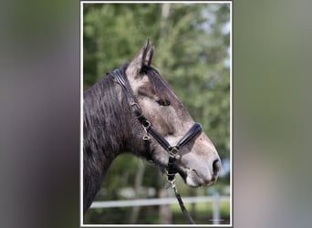 Mangalarga Marchador, Wallach, 2 Jahre, 155 cm, Rappschimmel