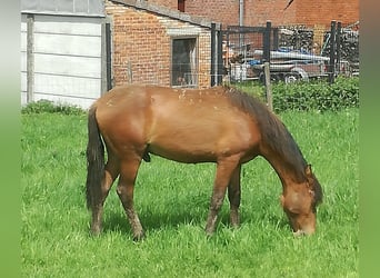 Mangalarga Marchador, Wallach, 3 Jahre, 150 cm, Rotbrauner